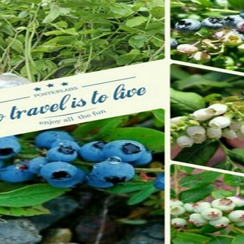 艾克塔蓝莓苗上海市蓝莓苗