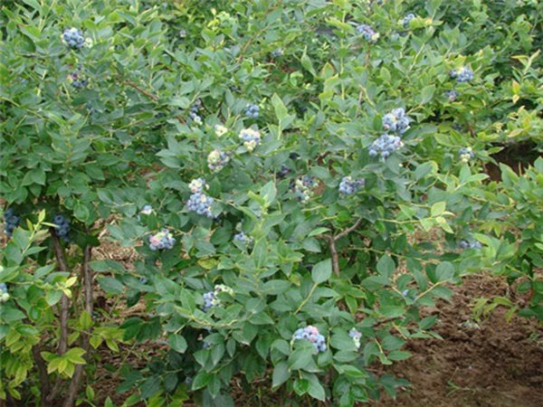 达柔蓝莓苗露天种植，需人工辅助授粉