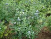 伯克利蓝莓苗小型或大型种植园管理技术