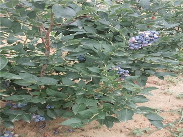 莱克西蓝莓树苗授粉树的佳品种选择