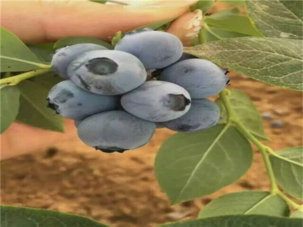 蓝莓树苗实地现挖，品种