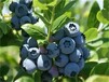 粉蓝蓝莓树苗最适合广东省种的蓝莓苗品种
