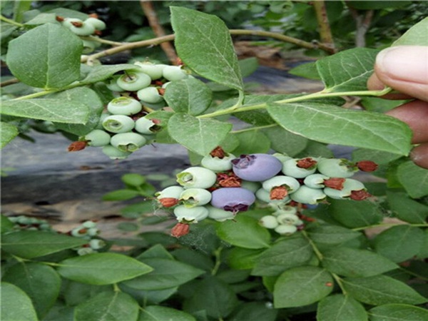 达柔蓝莓苗一亩地种多少蓝莓苗