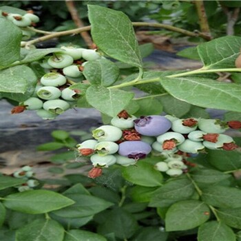 北高丛蓝莓树怎么控制施肥