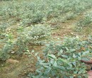 伯克利蓝莓树苗成活率高达90%以上图片