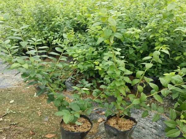 组培蓝莓树苗亩产高，经济价值高
