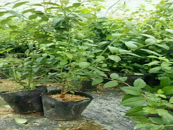 达柔蓝莓苗成活率高达90%以上