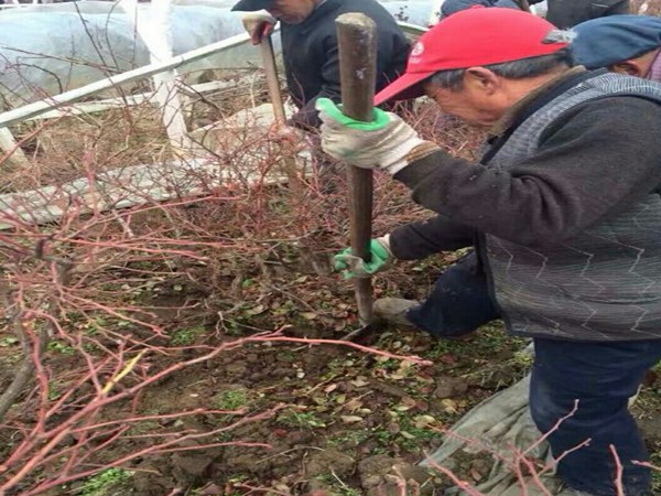 喜来蓝莓树陕西省蓝莓苗