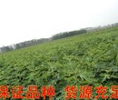 中农寒优无花果苗成活率最好的无花果树苗