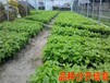 砂糖无花果树幼苗时期修剪整形要点