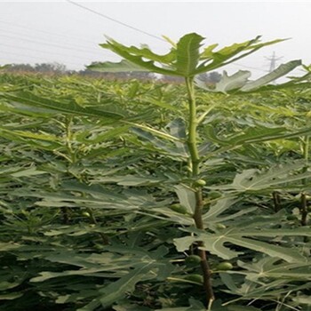 砂糖无花果苗实地现挖，品种