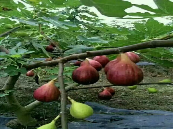 布兰瑞克无花果树常用的树形