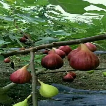 金傲芬无花果苗包纯度无花果树苗