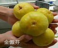 中农矮生无花果树苗越冬休眠技巧