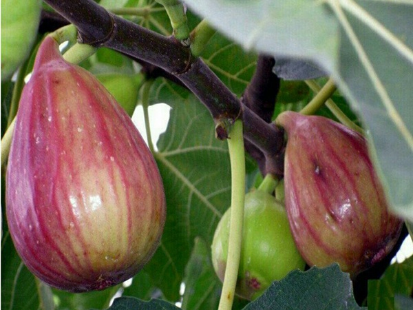 斯特拉无花果苗大棚栽植的要点