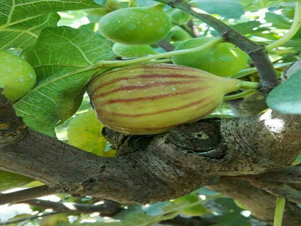 无花果无花果苗少量种植佳树形是什么