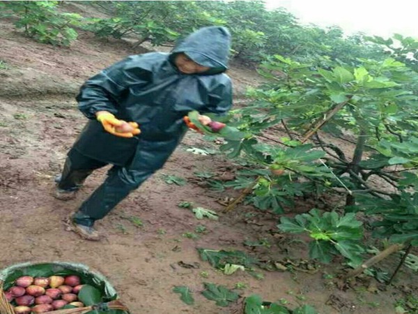 丰产黄无花果树苗抗病能力强，成活率高