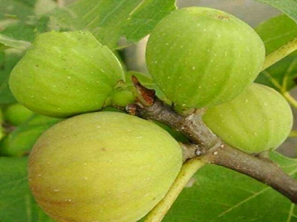 布兰瑞克无花果树定植要求