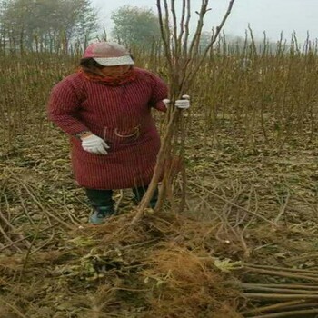 布兰瑞克无花果树定植一年管理技术要求