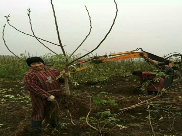 紫果无花果树苗无花果树苗哪个品种比