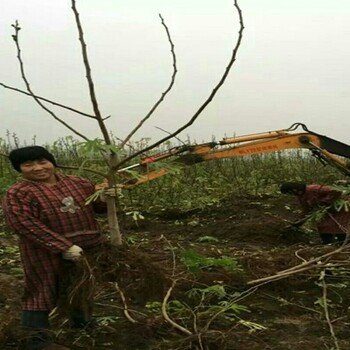 大芭无花果树信誉好无花果树苗商家