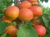 凯特杏树最适合浙江省种的的杏树苗品种