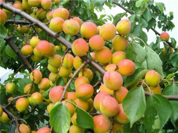 荷蜜杏苗栽植要求