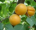 河北大香白杏樹苗豐產最佳的樹形