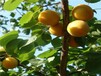 金田杏苗最适合浙江省种的的杏树苗品种