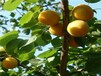 荷蘭香蜜杏苗最能運輸的杏品種