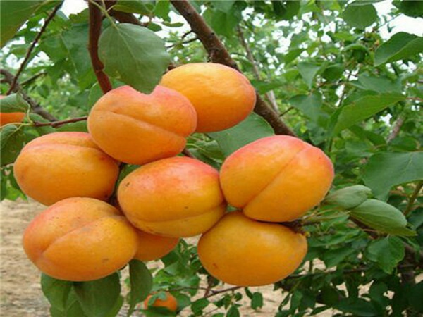 白水杏树种植栽培密度