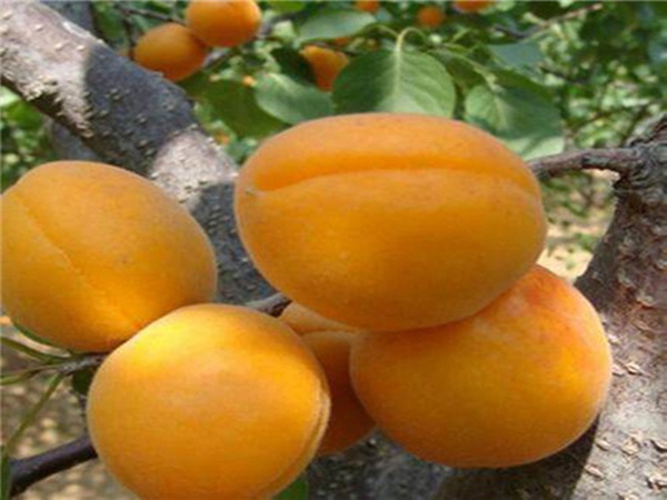 红玉杏树适合安徽省种的杏树苗品种