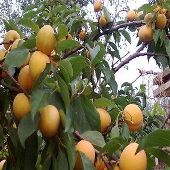 新世纪杏树苗露天种植，需人工辅助授粉