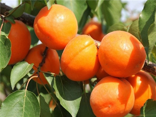 巨鹿杏树苗贩子喜欢要的杏品种