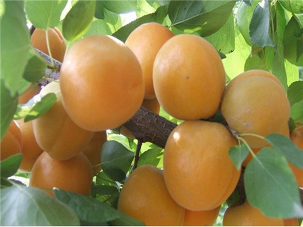 凯特杏树一亩地种植多少棵佳