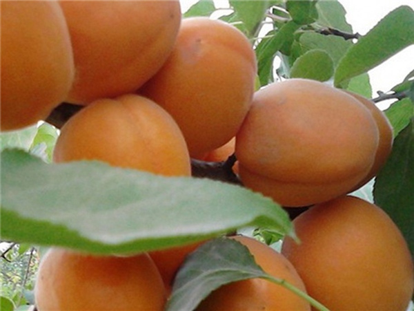 串枝红杏树苗品种好的杏树苗