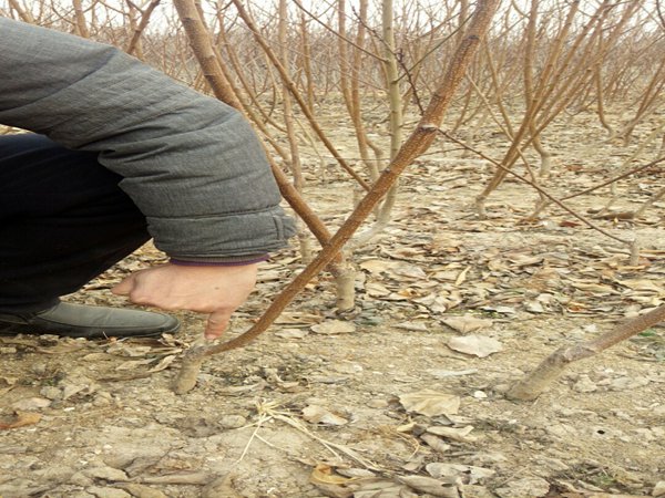 凯特杏树一亩地种植多少棵佳