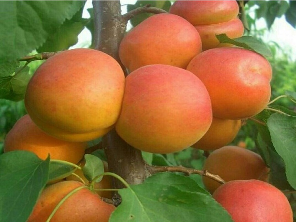 红玉杏树适合安徽省种的杏树苗品种
