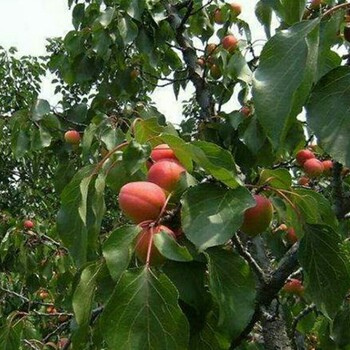玫瑰香杏苗种植高产技术