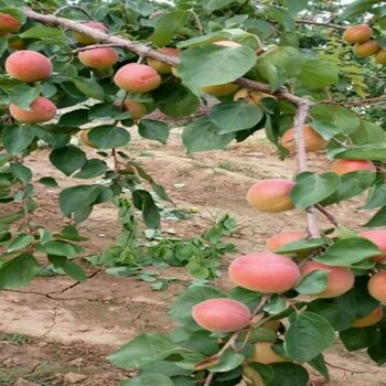 目前新品种杏树苗如何选取适宜本地栽植的品种