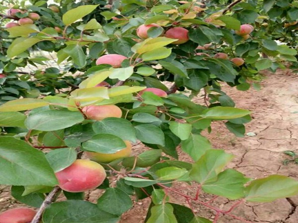 荷蜜杏苗栽培技术免费提供