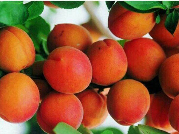 玫瑰香杏树苗经济价值高的品种
