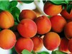 凯特杏树最适合四川省种的杏树苗品种