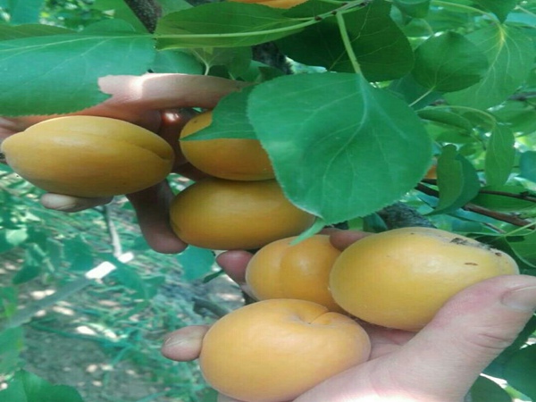 荷蜜杏苗适合湖北省的杏树苗品种