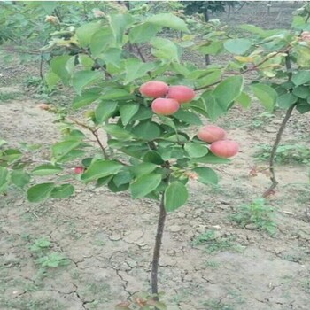 红丰3号杏树苗杏树苗高产的栽培方式