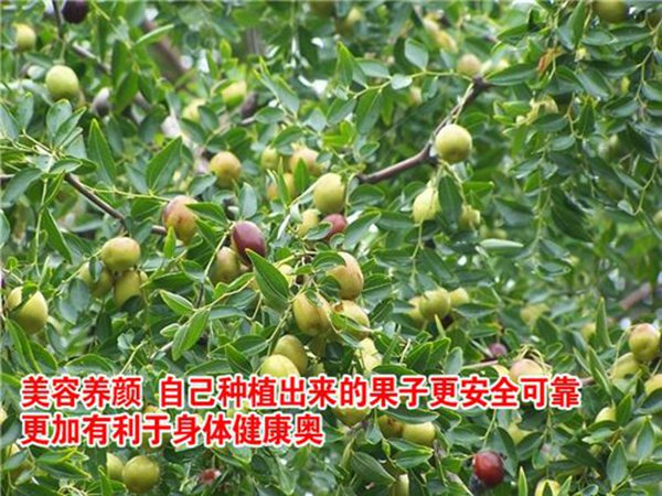 新金丝枣树苗山地种植适宜品种