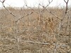 新疆枣苗山地种植最适宜品种