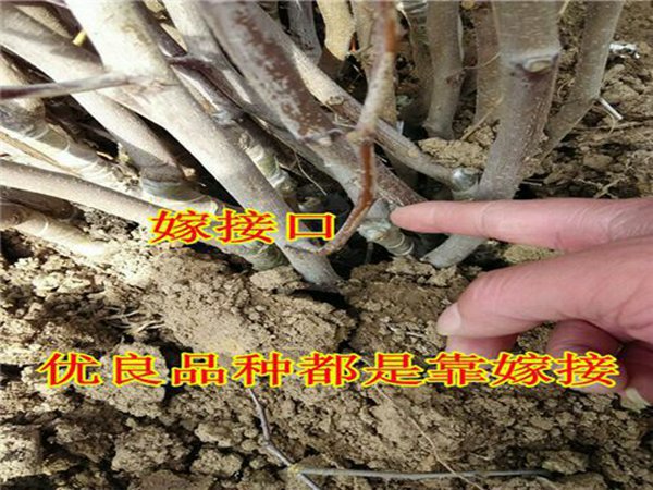 贵妃枣树丰产期多少年