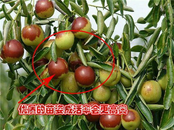 泗洪大枣树枣树苗哪个品种比