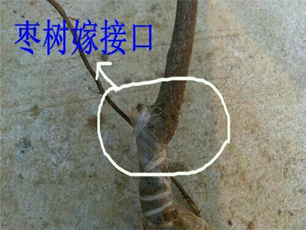 新金丝4号枣树适合湖北省的枣树苗品种